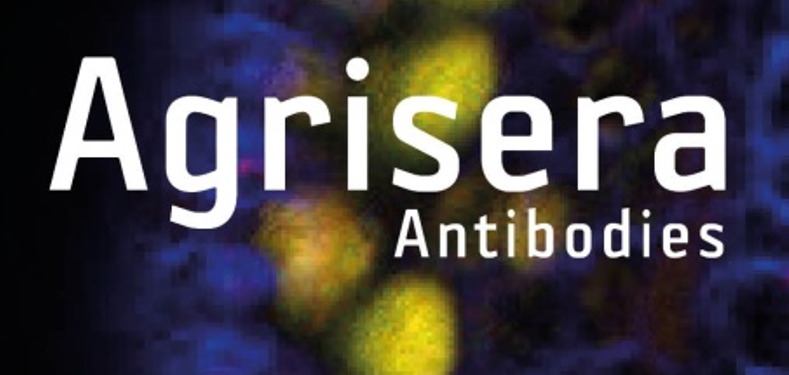 Agrisera植物細胞壁相關抗體，開學季促銷啦！
